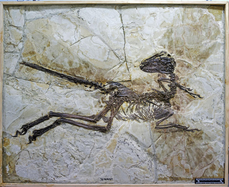 Illustration for article titled Velociraptor's Feathered Cousin Is the Stuff of Drug-Infused Nightmares